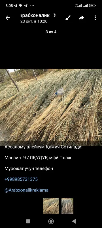 Продам камиш пучок 10000