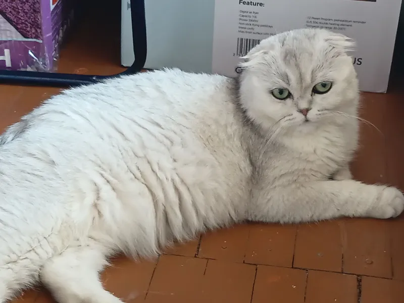 Шотландская выслоухая кошка — фото 2