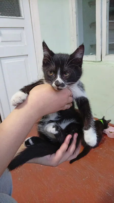 Котята