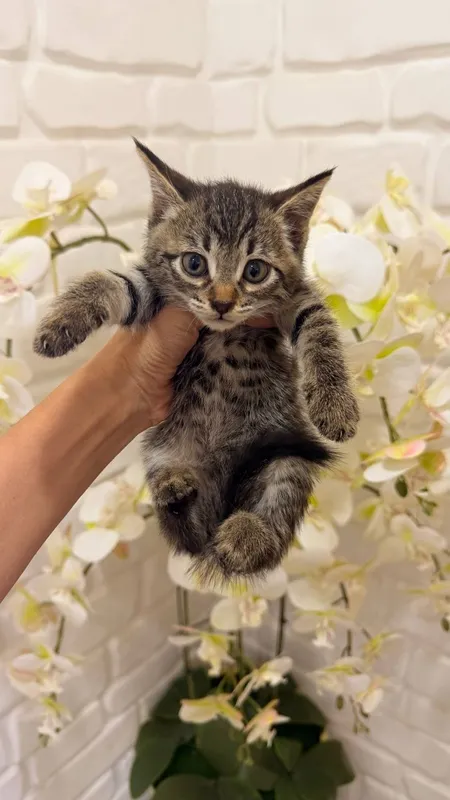 Scottish fold 1ta sotiladi 3ta oddiy parodali mushuk xadyaga beriladi 8 Scottish fold 1ta sotiladi 3ta oddiy parodali mushuk xadyaga beriladi 8
