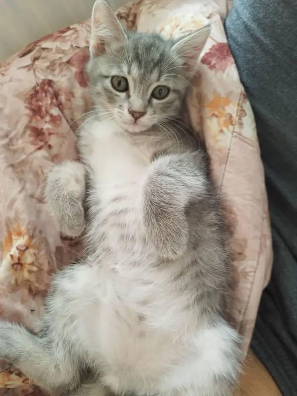 Скоттиш страйт Киз угил