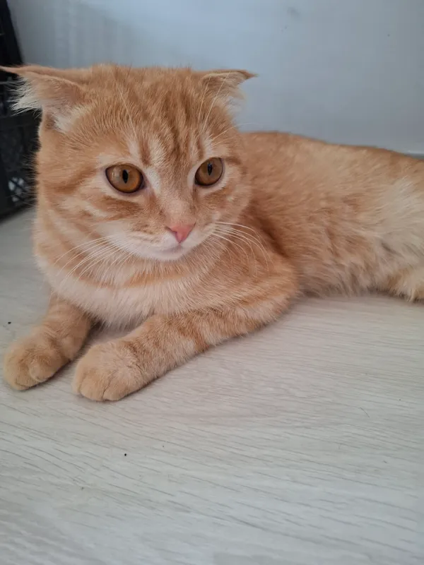Продаётся 1-летний кот Scottish Fold 1 Продаётся 1-летний кот Scottish Fold 1
