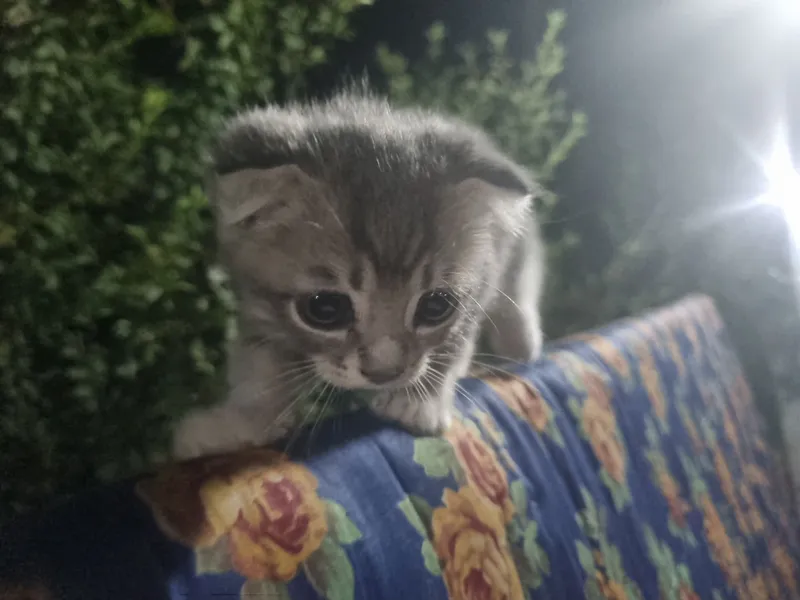Zotdor mushuk sotiladi 2 Zotdor mushuk sotiladi 2