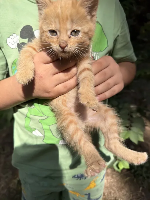 Котенок рыжий 1,5 мес мальчик