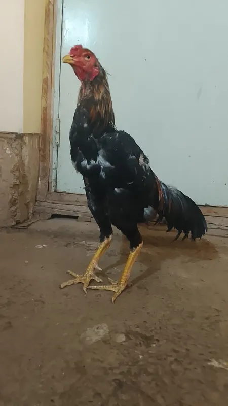 Xorzlar sotiladi 2