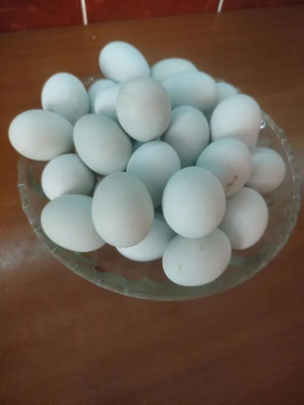 Продаются домашние яйца 3