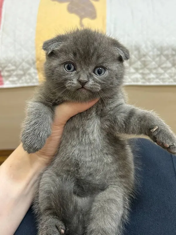 Зотли мушикчалар сотилади