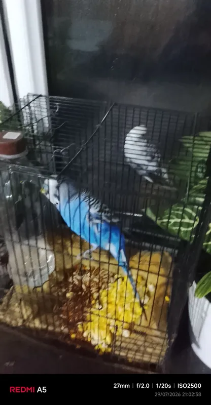 ручной попугай 2 шт. 2 ручной попугай 2 шт. 2