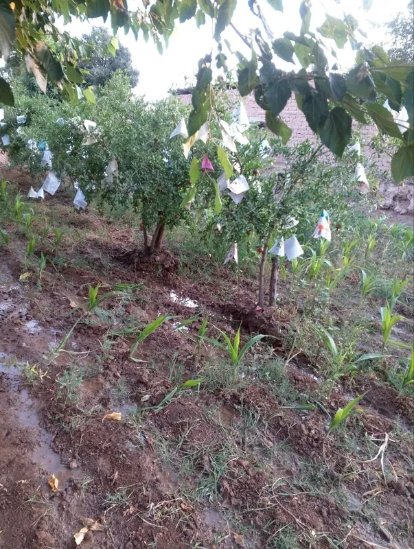 Surxondaryo viloyati Sherobod tumani uy yeri bn sotaman — фото 6