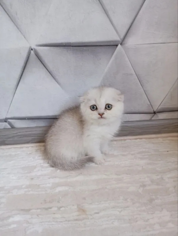 Продаю котят шиншиллы — фото 3