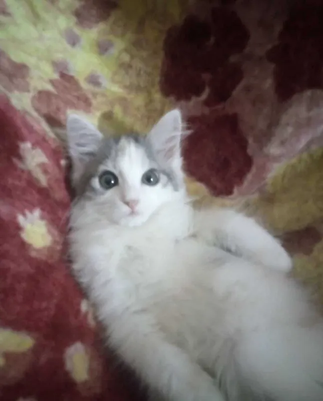 Котёнок девочка 3 месяца трёхцветная 3 Котёнок девочка 3 месяца трёхцветная 3