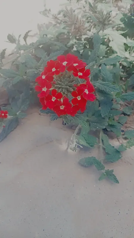 Narxi kuchat bir donasi 15 soʻm 3