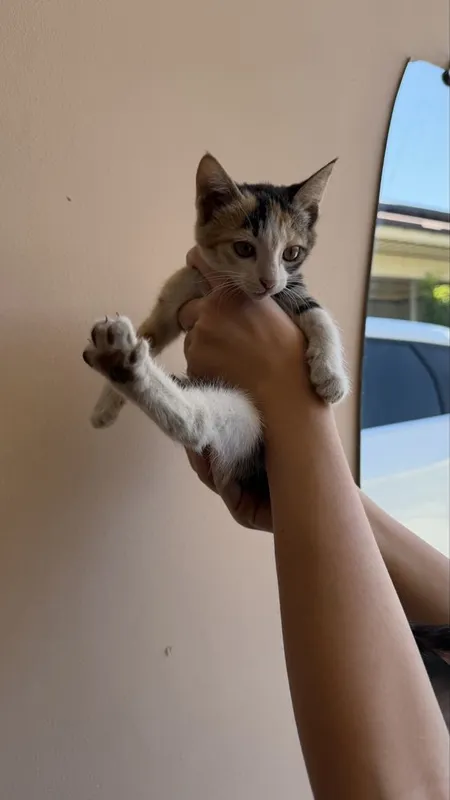 Котенок мушук бесплатно 2