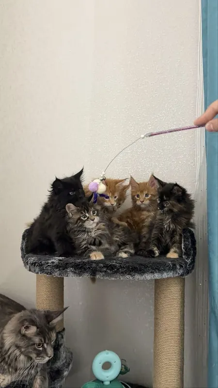 Премиальные котята Maine Coon | Элитная порода 4 Премиальные котята Maine Coon | Элитная порода 4