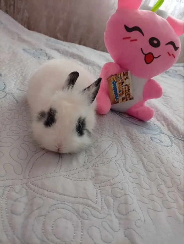 Quyon angora samka 1 Quyon angora samka 1