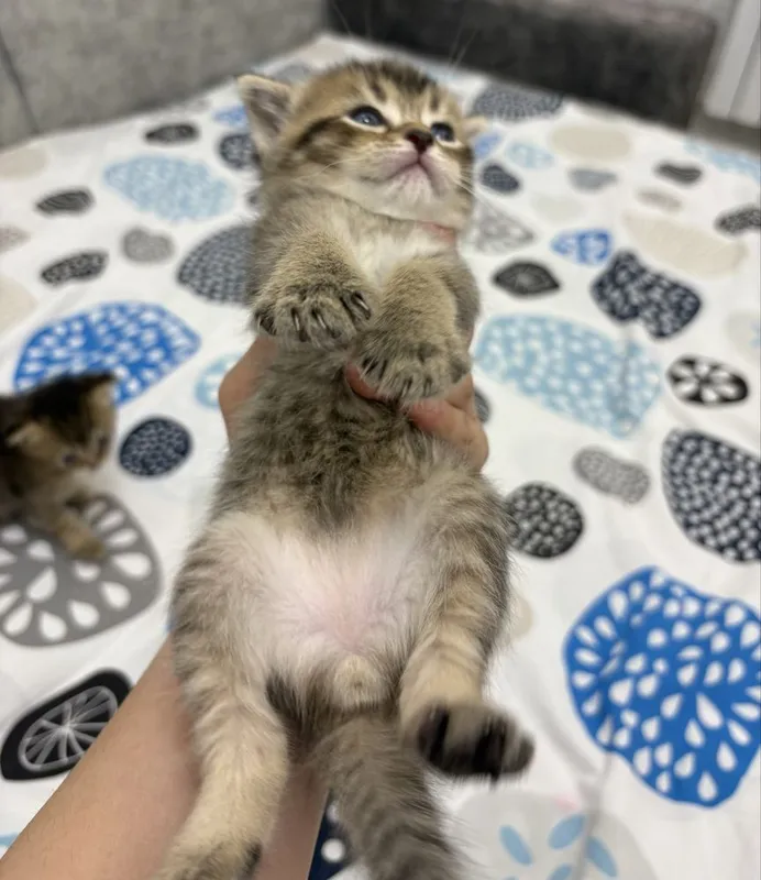 Котята 2 рыжих, 2 полосатых фолд шиншилла 2 Котята 2 рыжих, 2 полосатых фолд шиншилла 2