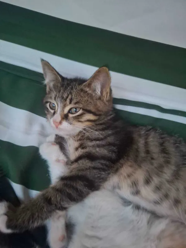 Котята приученные к лотку, отдам в добрые руки. Самарканд.