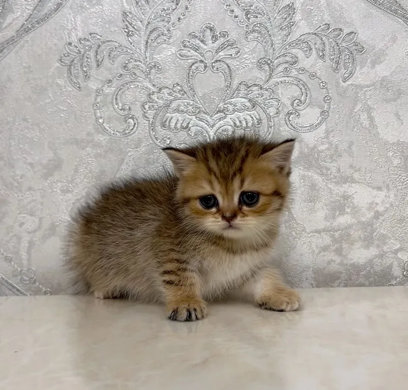 Shotlandiya straiti shinshilla 4