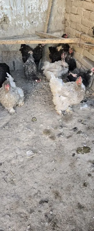 Brama tovuqlar sotiladi 3 Brama tovuqlar sotiladi 3