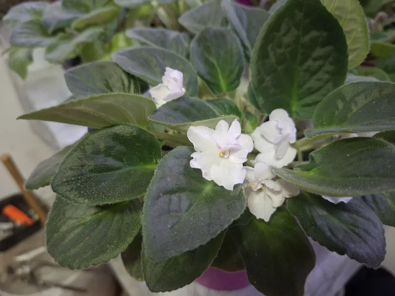 Фиалки на продажу 5 Фиалки на продажу 5