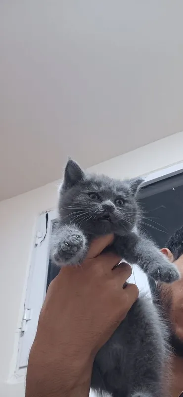 Scottish fold va straight 2