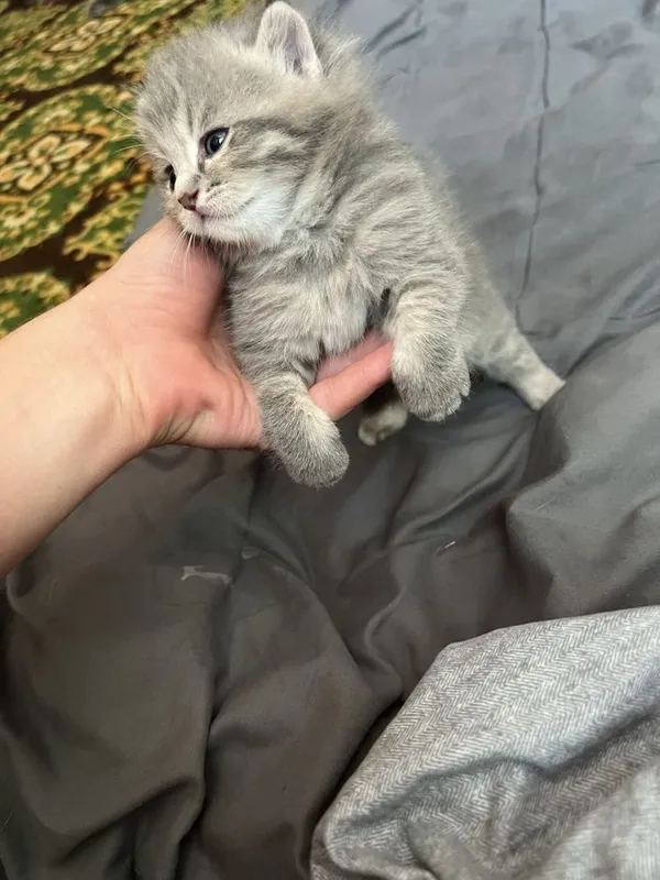 Продаються котята 2 Продаються котята 2