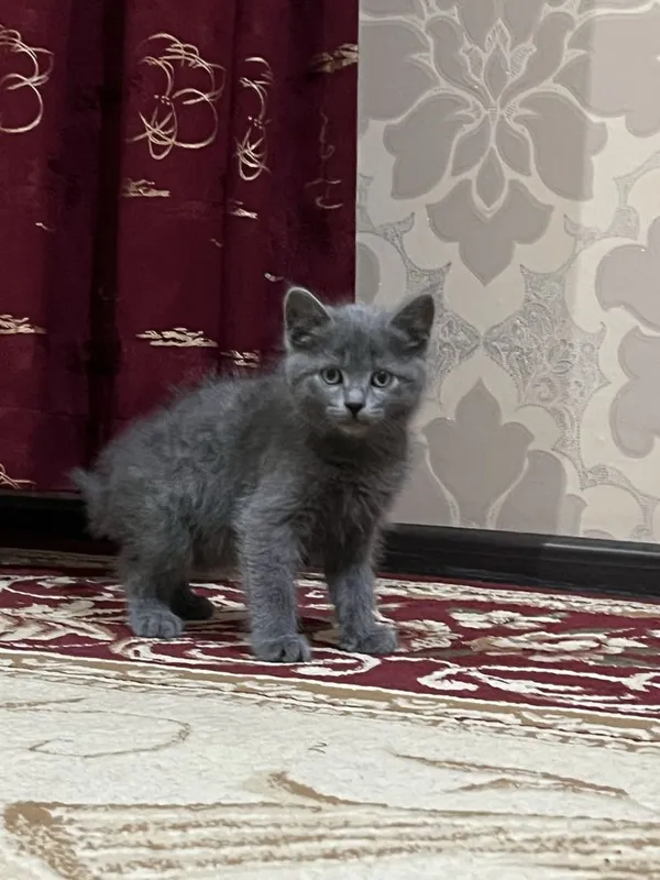 отдам в хорошие руки — фото 2