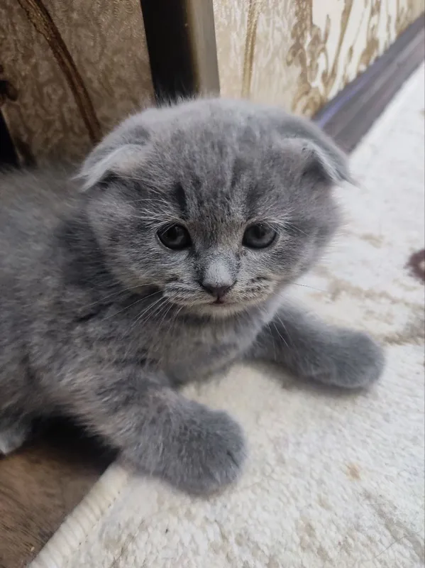 Котята чистокровный британский скоттиш фолд 2 Котята чистокровный британский скоттиш фолд 2