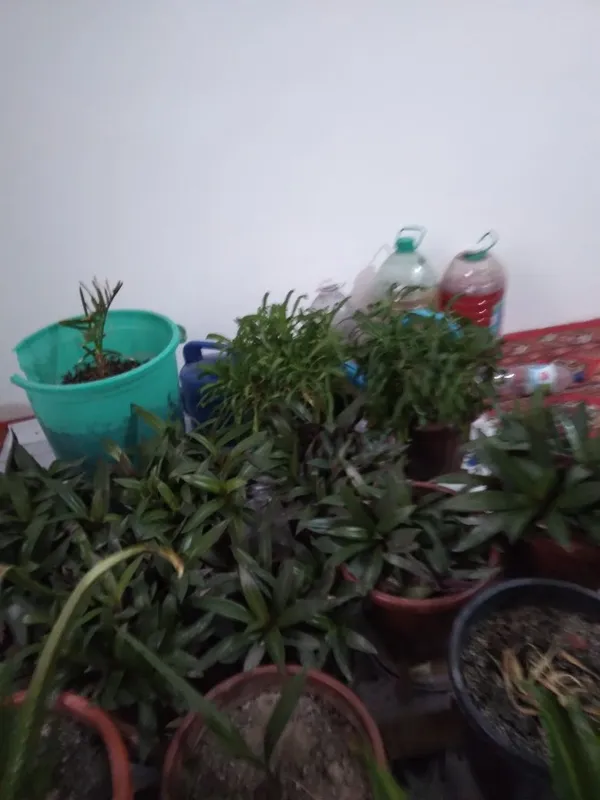 Гуллар цветы домашные хонаTabby òģitlar blan parvarishlangan xona gu