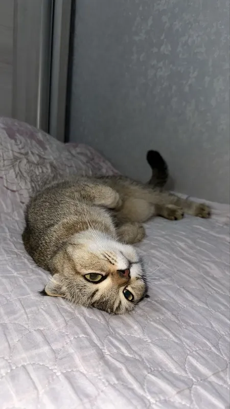 Продаеться Шотландская вислоухая кошка — фото 2