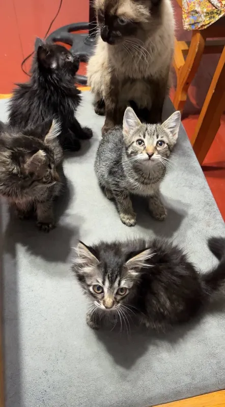 Домашние чистые котята 2 месяц, мама сиамская 2