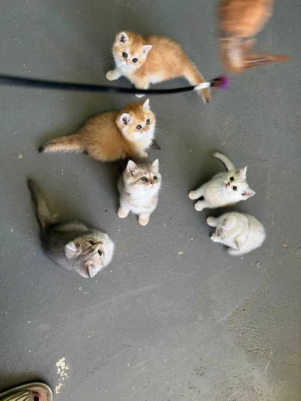 Продается котята — фото 3