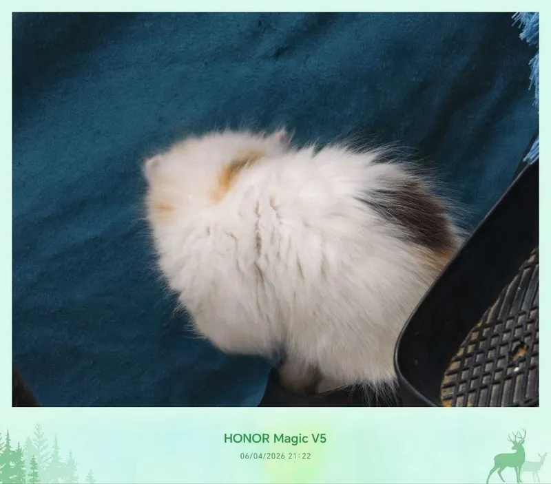 Котенок домашний, 4 месяца — фото 3