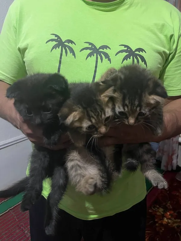 мушукчалар скоттиш фолд 4