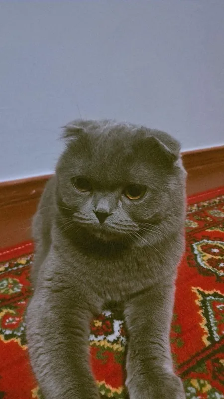 Породистый кот 2