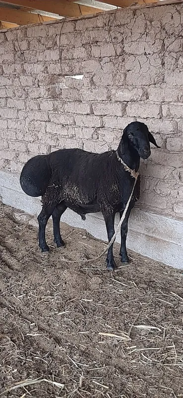 Хисори кучкор сотилади