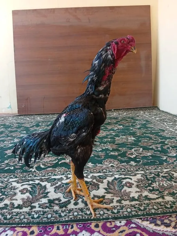 O Shamo xo‘rozi toza qon 100 % — фото 4