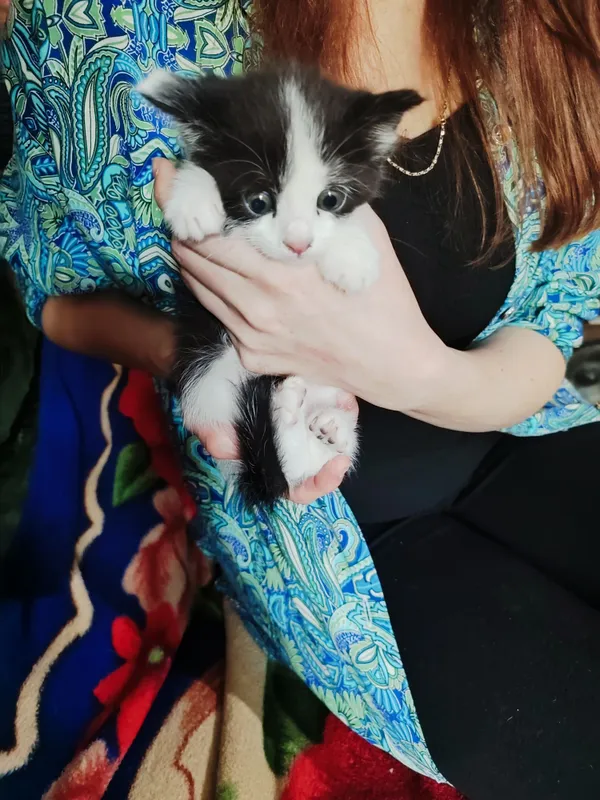 Котята в добрые руки — фото 2