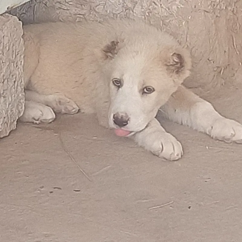 Urg'ochi alabay kuchuk sotiladi bir oylikdan utdi