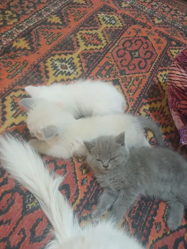 Продаются кошки с детьми 1 Продаются кошки с детьми 1