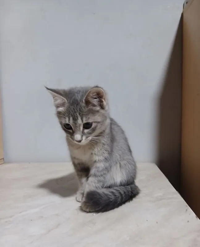 Срочно продаются котята 2 Срочно продаются котята 2