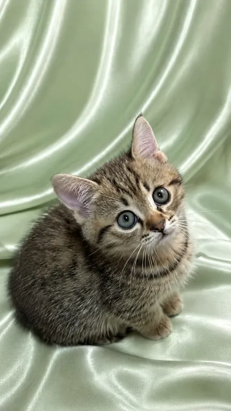 Зотли мушукчалар Породистые котята — фото 2