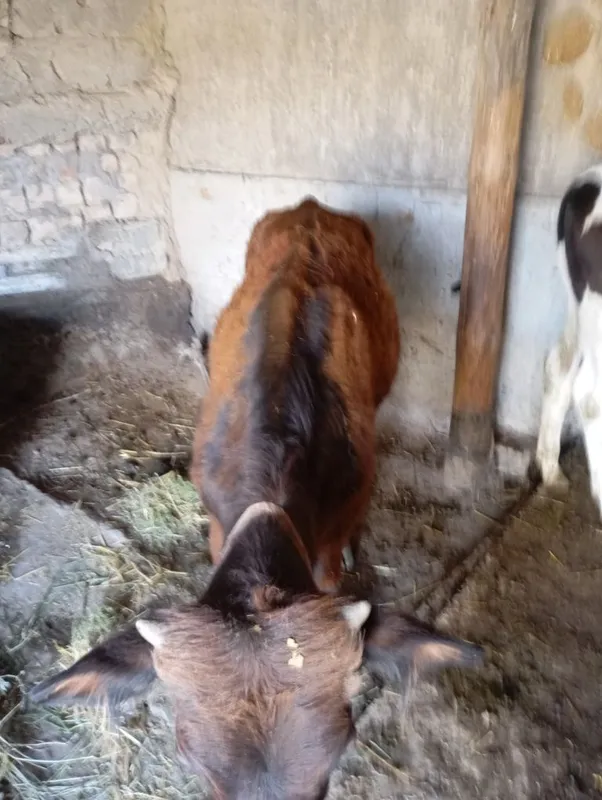Mol ona bola shivet 2 Mol ona bola shivet 2
