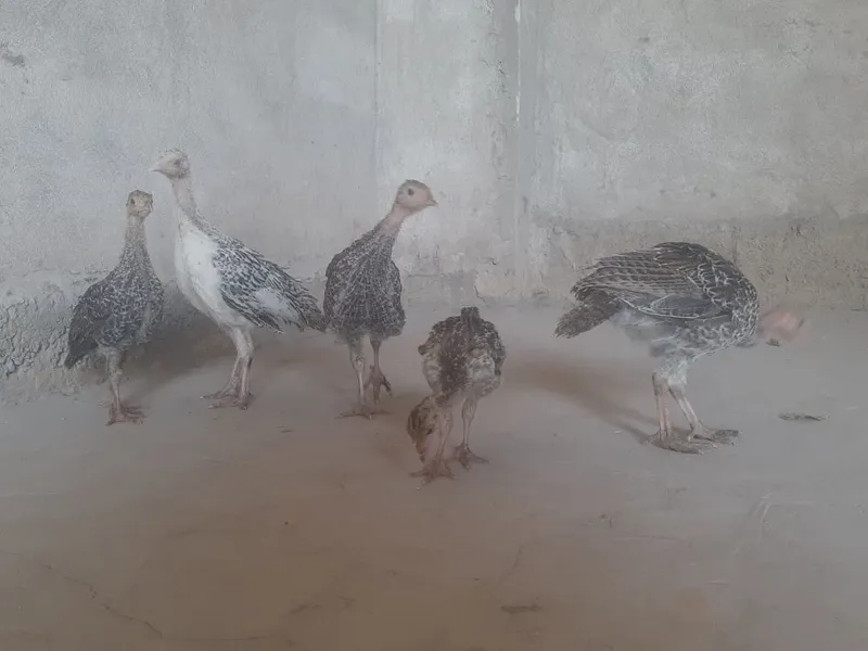 Kurka joja sotiladi Kurka joja sotiladi