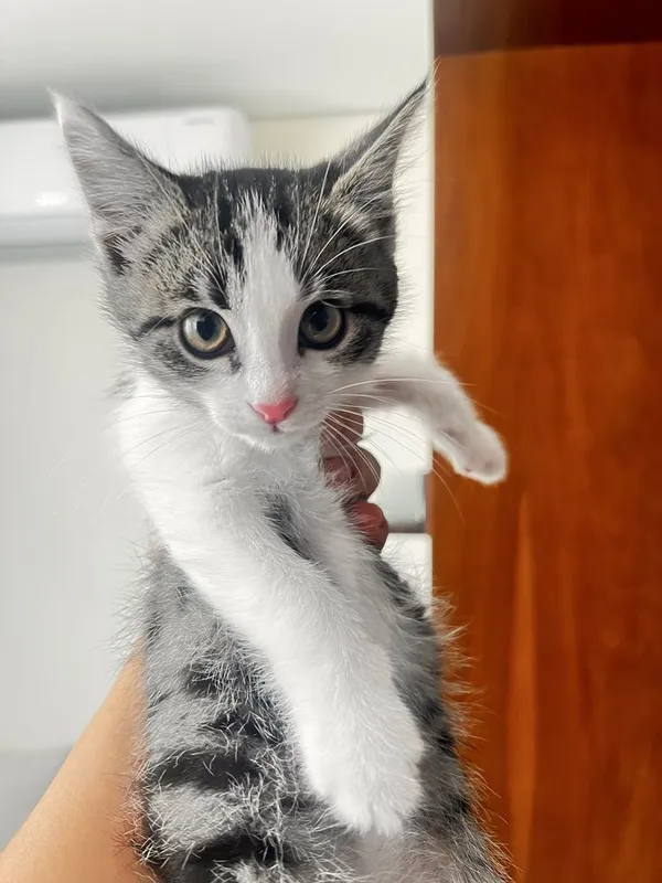 Котенок в добрые руки