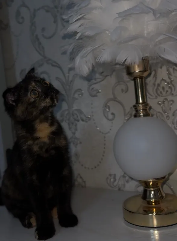 Вислоухий котенок 2 Вислоухий котенок 2