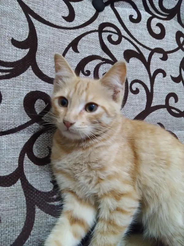 Mushukchalar hadya qilinadi, zotdor va xonaki — фото 1