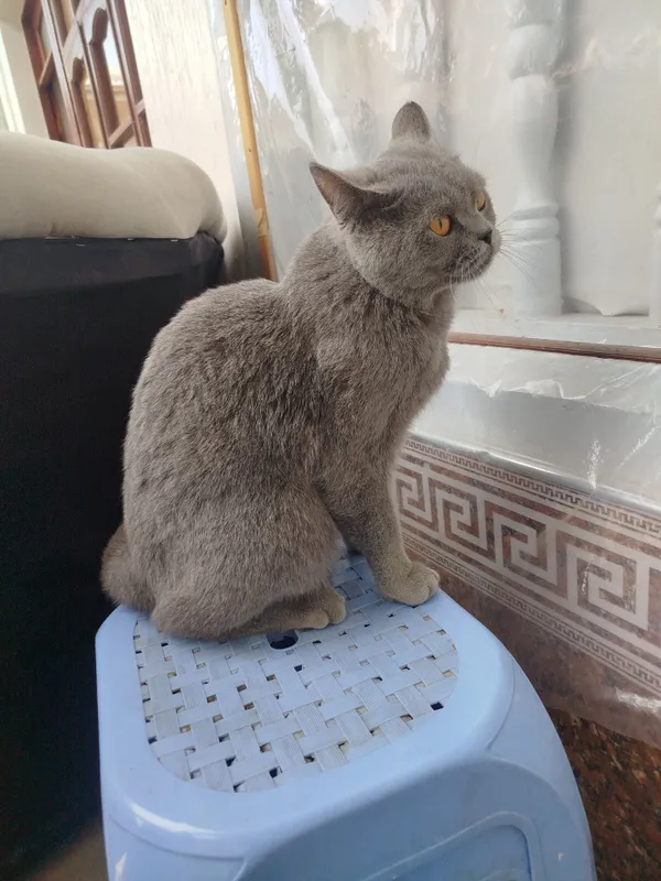 Yaxshi mushuk soğlom erkak — фото 4