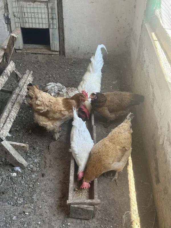 Продаются срочно куры с петухом 3 Продаются срочно куры с петухом 3