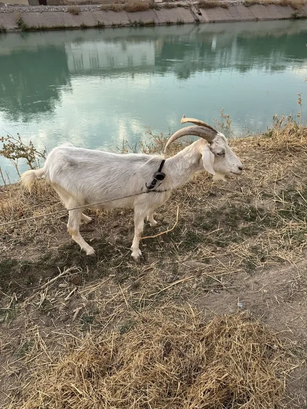 Sog'in sog'lom echki va ikki dona bolasi bilan birga sotiladi 4